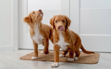 Evde bir çift köpek yavrusu var.