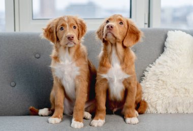 Evde bir çift köpek yavrusu var.