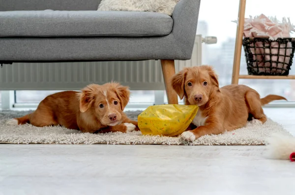 Casal de cachorros toller em casa — Fotografia de Stock