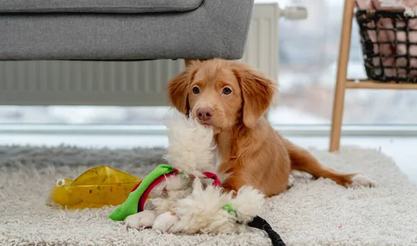 Toller puppy heeft plezier thuis — Stockfoto