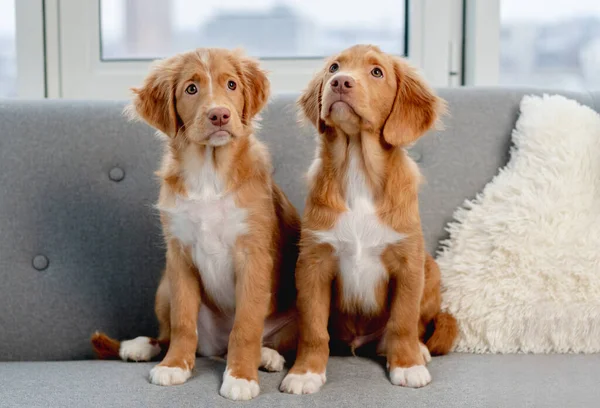 Casal de cachorros toller em casa — Fotografia de Stock