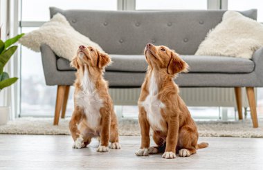 Evde bir çift köpek yavrusu var.