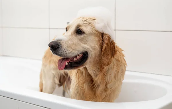 Kafasında köpük olan Golden retriever köpeği. — Stok fotoğraf