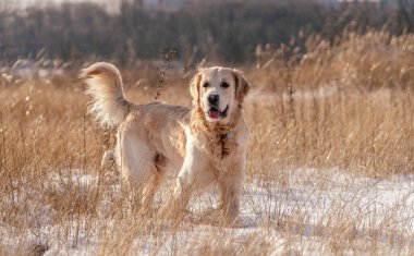 Kış doğasında Golden retriever köpeği