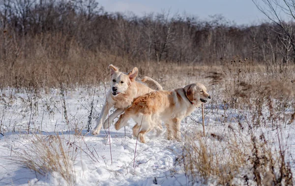 Golden retriever chiens sur la nature hivernale — Photo