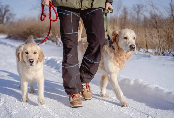 Golden retriever honden op de winter natuur — Stockfoto