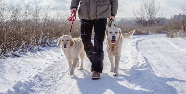 Golden retriever chiens sur la nature hivernale — Photo