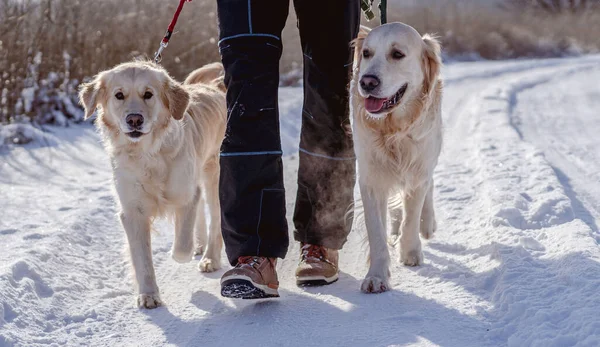 Golden retriever kutyák a téli természet — Stock Fotó