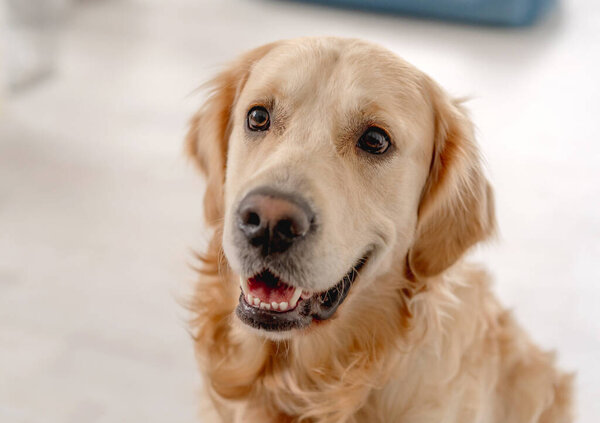 Golden retriever dog at home