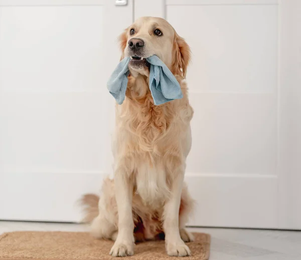Zlatý retrívr pes doma — Stock fotografie