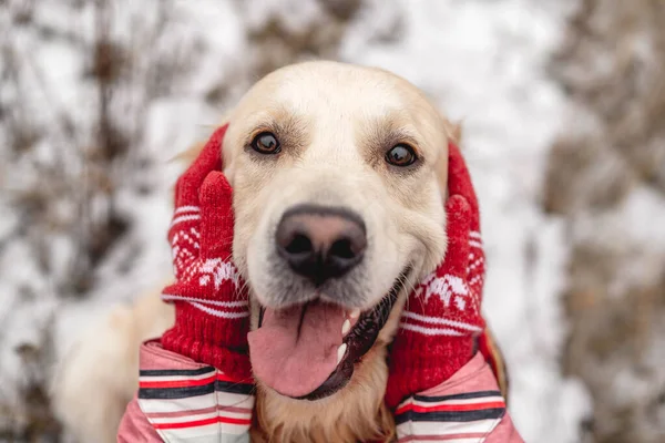 Golden retriever kutya nyelvvel ki — Stock Fotó
