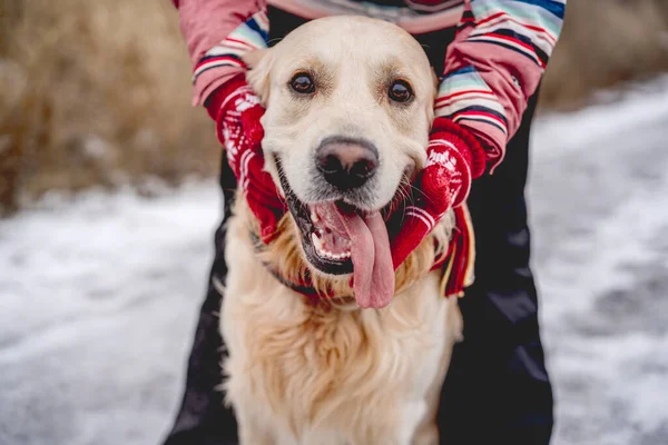 Dilini çıkarmış Golden retriever köpeği. — Stok fotoğraf