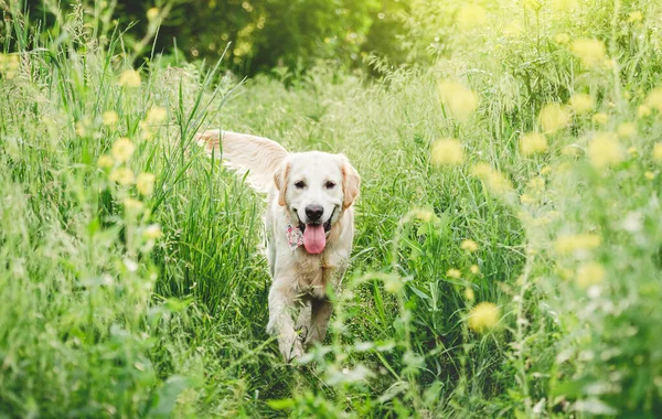 Çiçekli çayırlarda koşan güzel köpek. — Stok fotoğraf