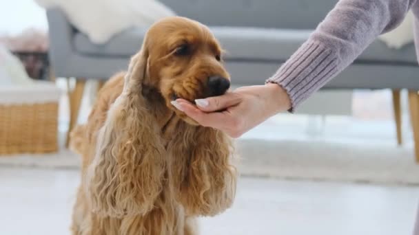 Cocker spaniel jedzenie z ręki kobiety — Wideo stockowe