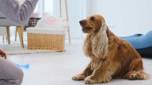 Mujer entrenamiento cocker spaniel trucos simples — Vídeos de Stock