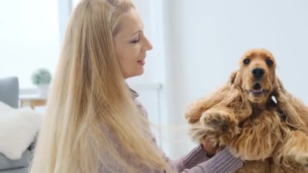 Англійський собака - кокс у руках жінок. — стокове відео