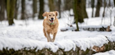 Golden retriever köpeği dışarıda oynuyor.