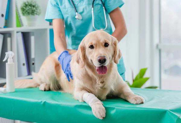 Golden retriever dog examination in veterinary clinic