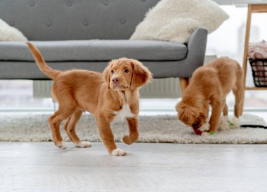 Evde bir çift köpek yavrusu var.