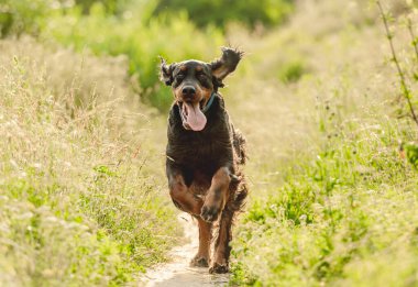 Gordon setter köpeği doğada koşuyor