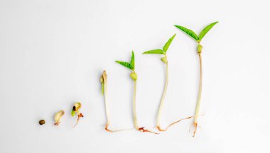 Organik mikroyeşil büyümeler