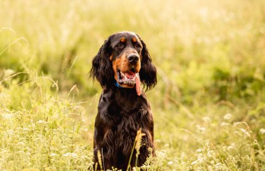 İskoç setter yaz çimlerinde oturuyor