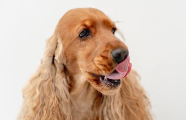 İngiliz cocker spaniel dog evde