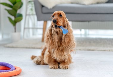 İngiliz cocker spaniel dog evde