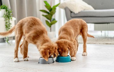 Evde bir çift köpek yavrusu var.