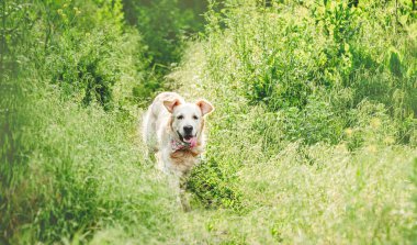 Çiçekli çayırlarda koşan güzel köpek.