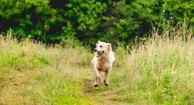 Çiçekli çayırlarda koşan güzel köpek.