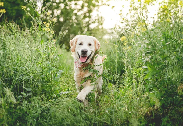 Joli chien courant sur prairie fleurie — Photo