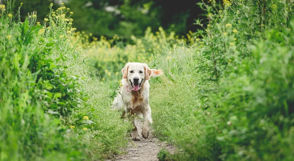 Grappige hond loopt op zonnige weide — Stockfoto