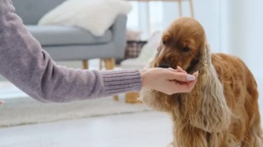 Cocker spaniel kadın elinden yiyor.