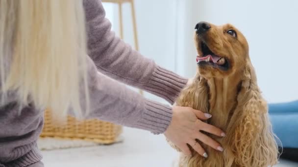 Kobieta głaskanie cocker spaniel na podłodze — Wideo stockowe