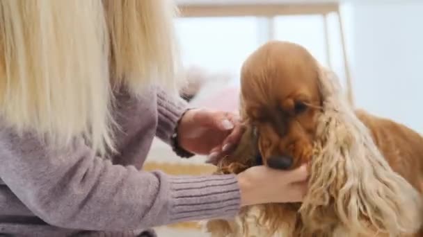 Kvinna leker med cocker spaniel hund — Stockvideo