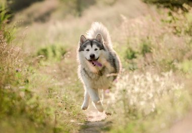 Güneşli tarlada çalışan Alaska Malamute 'u