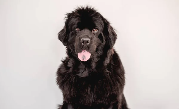 Mature newfoundland dog on white wall background — Stock Photo, Image