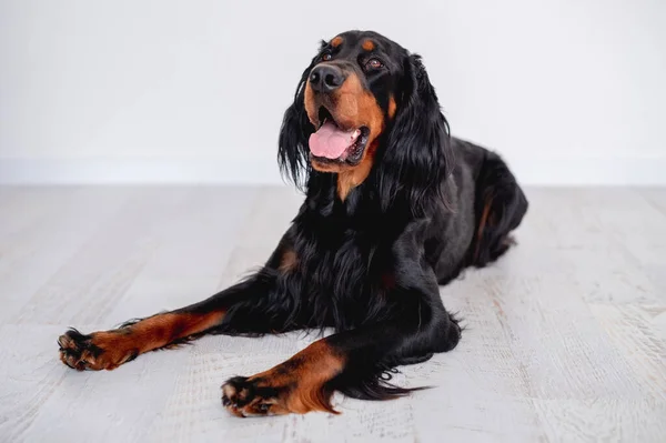 Scottish setter hund vilar på golvet — Stockfoto