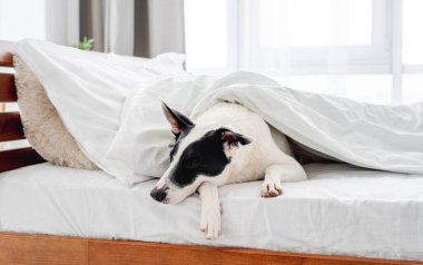 Yatakta şirin bir köpek var.