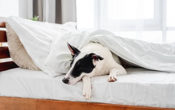 ベッドの中の可愛い犬 — ストック写真