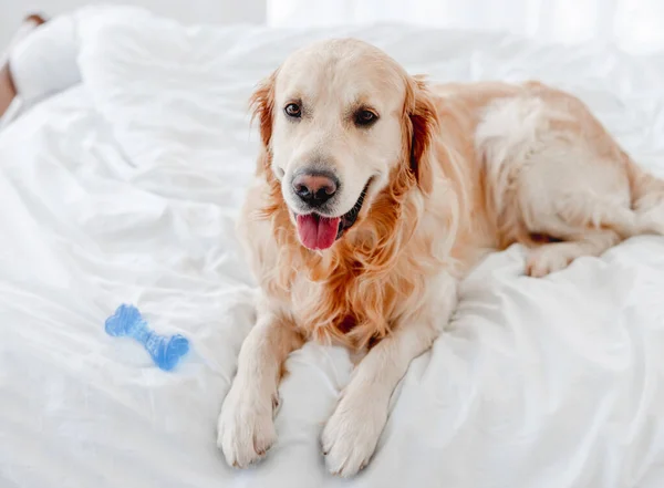 Zlatý retrívr pes v posteli — Stock fotografie