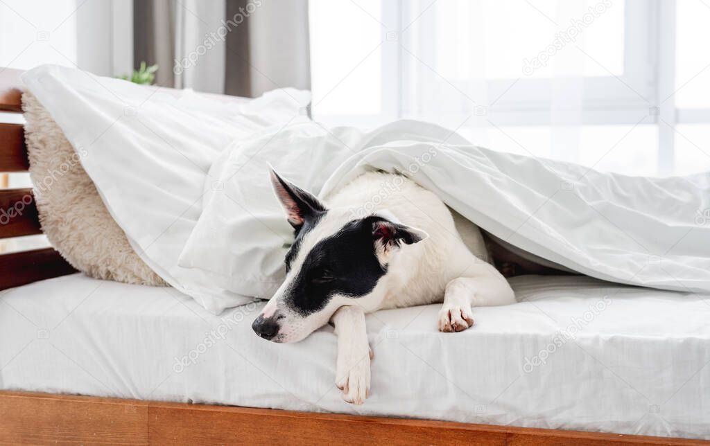 Cute dog in the bed