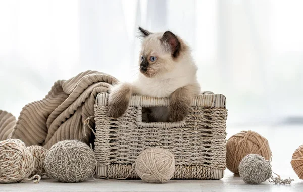 Poupée chaton dans le panier avec fil — Photo