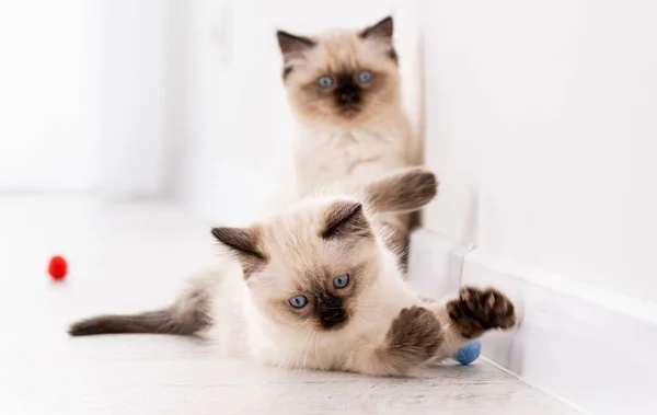 Gatinhos Ragdoll brincando com brinquedos — Fotografia de Stock