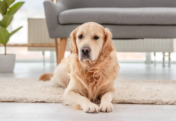 Golden retriever chien intérieur — Photo