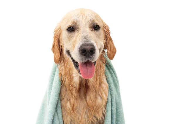 Golden retriever köpeği yıkandıktan sonra küvette — Stok fotoğraf