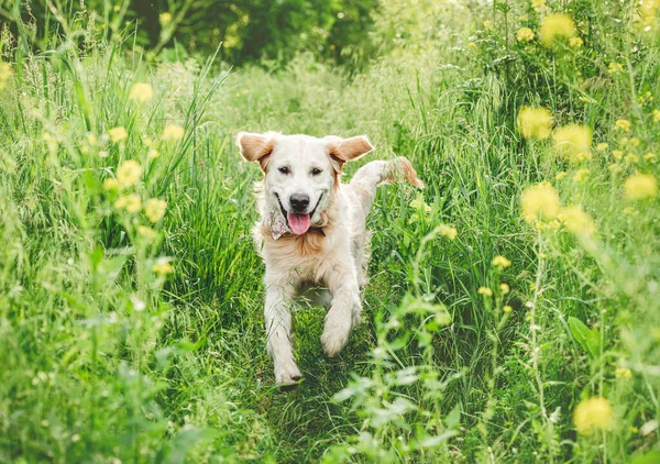 Χαμογελώντας σκυλί τρέχει στη φύση — Φωτογραφία Αρχείου