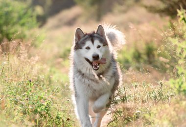 Güneşli tarlada çalışan Alaska Malamute 'u