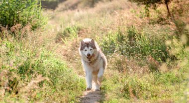Güneşli tarlada çalışan Alaska Malamute 'u